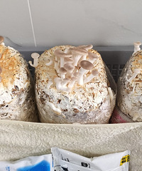 ��ֱ������Ģ�������֣�����ʱ����ܳ�����