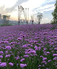 传说中的普罗旺斯重庆分斯,选个离家近的出发