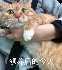 流浪橘猫被人严重伤害,背上大血洞几乎露出内脏,现在终于康复了