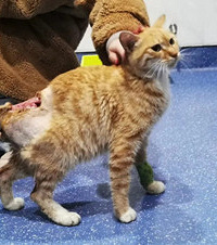 流浪橘猫被人严重伤害,背上大血洞几乎露出内脏,现在终于康复了