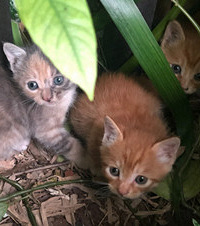这是我第三次来论坛发布领养信息了,4只小猫在等它们的粑粑麻麻