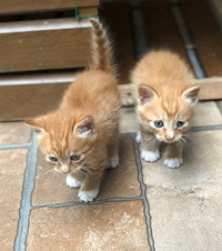 �����ҵ���������̳����������Ϣ�ˣ�4ֻСè�ڵ����ǵ���������