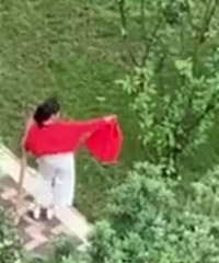 小区杨梅树惨遭贪便宜的大妈蹂躏
