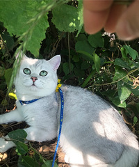 ����һ���è�����ϲ�����������������Ҹ�����