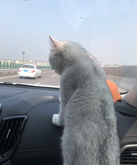 ����һ���è�����ϲ�����������������Ҹ�����
