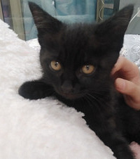 һֻ��Լ3���´�Ĵ���С��è�����������������ë�߹�