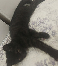 һֻ��Լ3���´�Ĵ���С��è�����������������ë�߹�