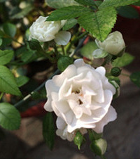 ���������¼����û���ˣ��ϰ���һ���Ʒ�֣�û�뵽������ͦ��