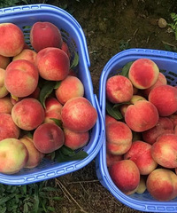 重庆摘桃子地图,香甜可口的桃子成熟啦~