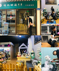 在重庆开一家宠物店要经历什么