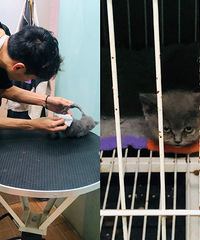 铲屎官们都想创业,但宠物店老板的工作并不是“逗猫耍狗”