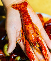 2020��ĵ�һ��С��Ϻʢ�磬���ļ����ѡһ�Ҷ������