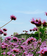 体验无人驾驶的车车,智能集市,顺便在紫色花海里凹个造型