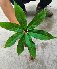 ����������¡ɭ��̽������ũ������ժ��ҩ