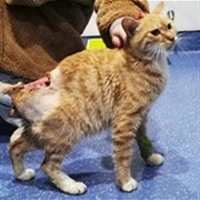 “猫坚强”励志康复记