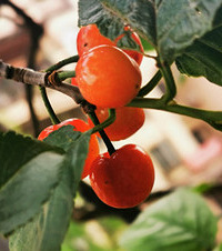 ������̨���˼��ù�����ӣ�ҡ����ѡ����ӡ����ٶ�Ҫ������