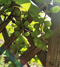 ������̨���˼��ù�����ӣ�ҡ����ѡ����ӡ����ٶ�Ҫ������