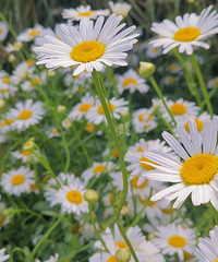 ����ˣˮ�ð��ݣ�����������ҽ�����������