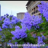 蓝楹花怎么到处都是了