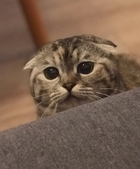 ����һ�������������ֺ���è����������ֻ��5������