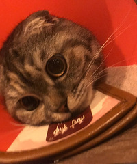 ����һ�������������ֺ���è����������ֻ��5������