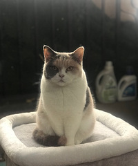 ֻҪ3ֻèܣҲڻëѩ׷ɡ