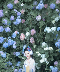 重庆南山上面有好大一片绣球,你再不来就拍不到啦!