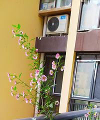 Сľ�Ƚ����Ѿ��ǿ��ڶ��λ��ˣ������󿪵ø�ïʢ��