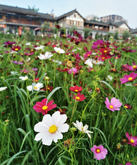 不一样的木洞河街,这才是真的古街,还有每次必去的豆花店