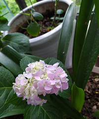 Сľ�Ƚ����Ѿ��ǿ��ڶ��λ��ˣ������󿪵ø�ïʢ��