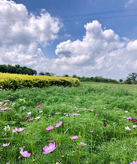 新开的露营基地,大片花海还有荷花,想住泡泡屋也完全没问题
