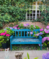 主城这的绣球花开得正好,拍照超美,还能带走一盆