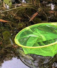 重庆“小九寨”打探归来!水质超清澈!还可以网鱼虾、蝌蚪!