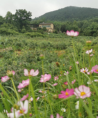 在中梁山的蓝莓园,有两个足球场那么大,还有格桑花可以拍照