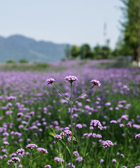 打探渝北两个免费的公园,钓鱼草坪湿地一样不缺,超适合拍照散步