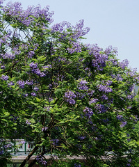 ��̽�山������ѵĹ�԰�������ƺʪ��һ����ȱ�����ʺ�����ɢ��