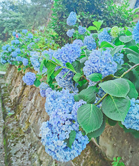 打卡重庆的“斯里兰卡”—定心茶园,天空之境绣球花都有,不要钱