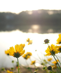 ����̳�ֲ��˺���¶Ӫ������ȥ������һ�ѣ��������