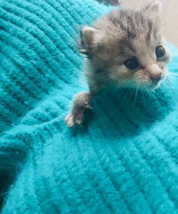 è��������è�̺��ȥ���ˣ�ʣ��2ֻСè�����������