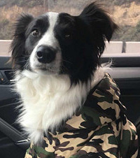 91��166CM���������Ĺ����������飬��һֻ��������