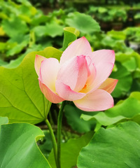 华严寺的荷花开了~现在去正好花期,好看!