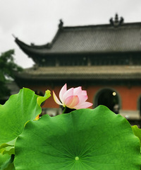 华严寺的荷花开了~现在去正好花期,好看!