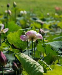 �山�¿�����������԰����Ԥ�ڣ��д��ƺ�ͺɻ������ճ���