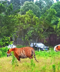 ����������ʺϴ��޹���ĩ���ܺͶ������ܽӴ�����ˣ���ֳ�