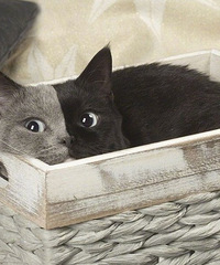 �����������ɫ��������ڵ�èè�������ֿ��ֿƻ�