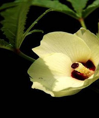 ��������̨�ϻ�԰������Ի��ܣ����������߲˻��ɣ�Ҳ����