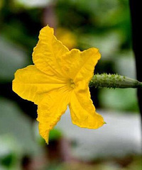 ��������̨�ϻ�԰������Ի��ܣ����������߲˻��ɣ�Ҳ����