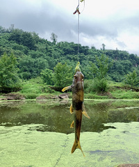 ԼһBBQҲ¶Ӫ㣬Ϸˮ