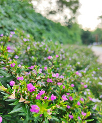 翻新后的川外小铁路适合散步,空气清新环境幽静