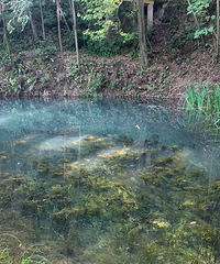 不要门票,没有完全开发的阴凉地方,适合带着狗狗出来溜达